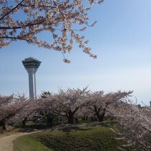 五稜郭タワーと桜。絵になる