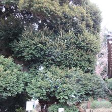 樹齢500年のスダジイが御神木