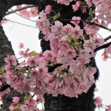 御嶽山の頂上の目の前に安行桜の満開の花が見えました