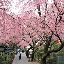 参道の安行桜並木