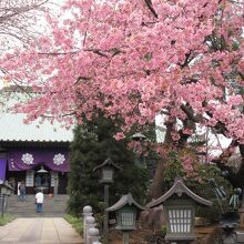 本堂前にも満開の安行桜の花