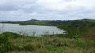 たくさんのマングローブ