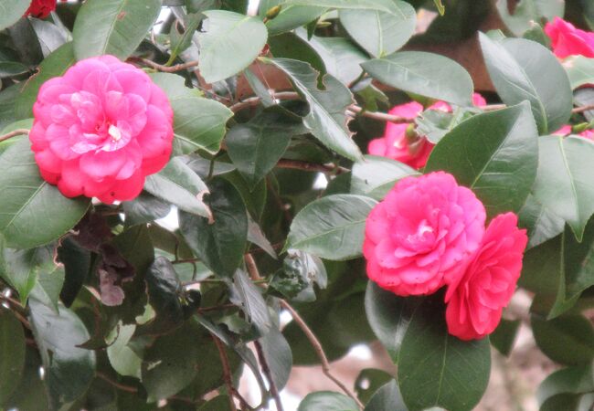 ツバキ、シダレザクラ、安行桜の花が咲いていました