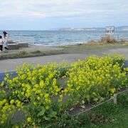 菜の花が咲いていましたよ