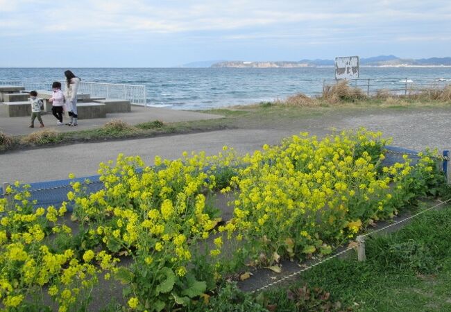 菜の花が咲いていましたよ