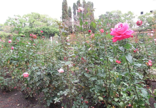 徳島中央公園内 バラ園