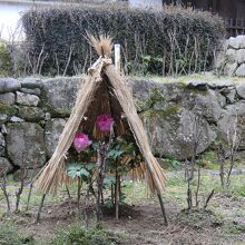 長谷寺登廊横に咲く牡丹