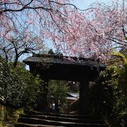 鎌倉一の枝垂れ桜の名所は明月院