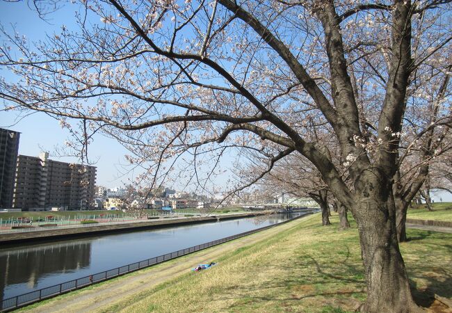 新荒川大橋近くを流れる新河岸川沿いの桜並木がおすすめです