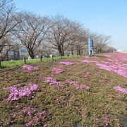 桜並木が続く新河岸川沿いの緑地です