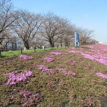 荒川赤羽桜堤緑地