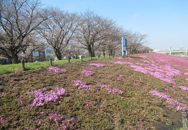 桜並木が続く新河岸川沿いの緑地です