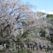 多くの花見客で賑わっていました