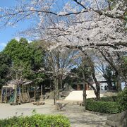 児童公園の桜が見ごろでした