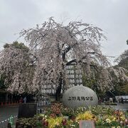 お花見シーズンは平日でも激混みでした