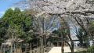 児童公園の桜が見ごろでした