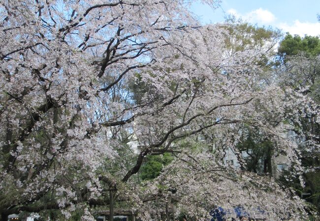 多くの花見客で賑わっていました