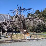 今年の花はちょっと少なめでしたね。