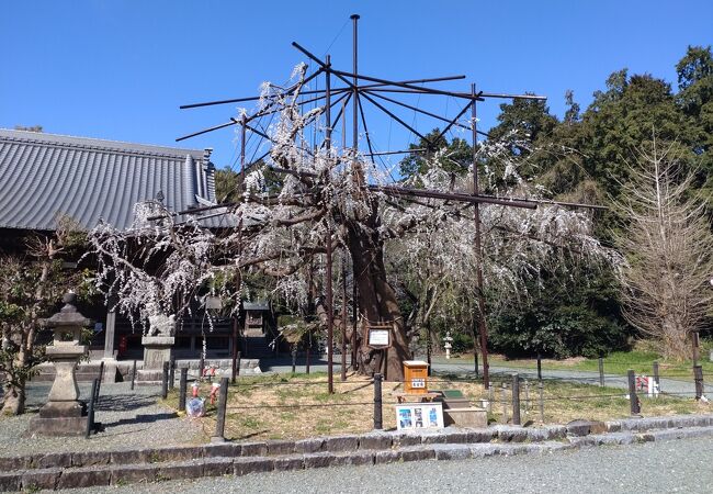 今年の花はちょっと少なめでしたね。