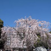 いろいろな種類の桜