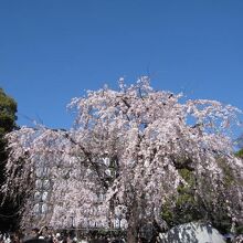 公園入口の桜