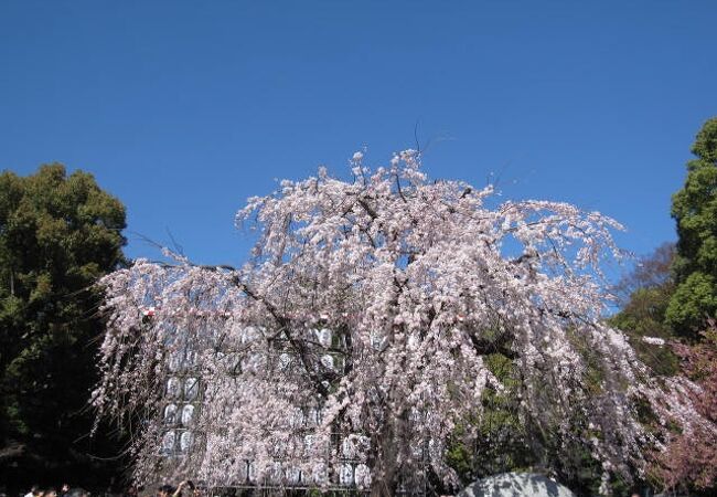 いろいろな種類の桜