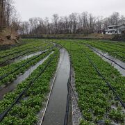 水が綺麗で、空気も澄んで。