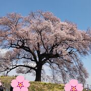 すっきりとした見事な一本桜