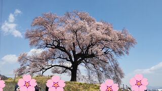 すっきりとした見事な一本桜