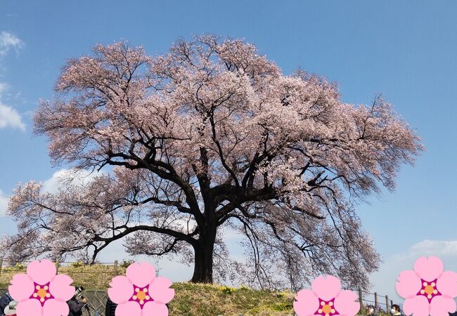 すっきりとした見事な一本桜