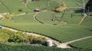 見渡す限りの茶畑 ♪