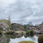 桜の季節は事前予約必要