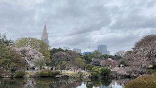 桜の季節は事前予約必要