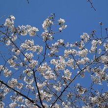 桜の開花