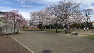 河津桜も染井吉野も楽しめる公園です