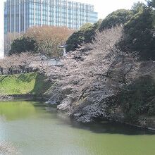 堀に向かって咲き誇る