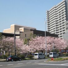 きれいに咲いています