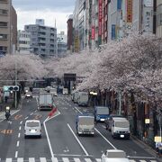 桜が綺麗でした。