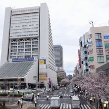 桜の木と一緒に眺めたのも今年で最後かもしれないです。