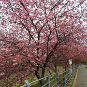 ライトアップされた夜桜も壮観です。