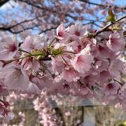 花がたくさん