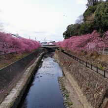 ３月11日撮影