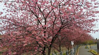 ライトアップされた夜桜も壮観です。