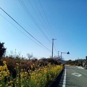 菜の花の香り