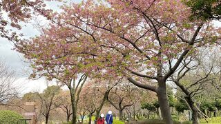 桜の満開は過ぎていた