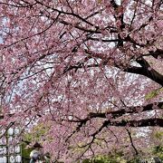 10日早い桜の開花宣言
