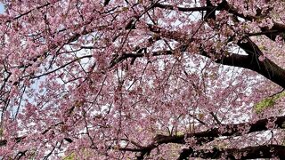 10日早い桜の開花宣言