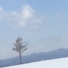 木が立っている