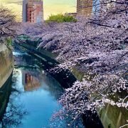 神田川と桜