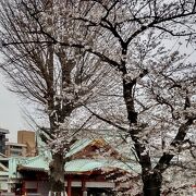 神田明神の桜